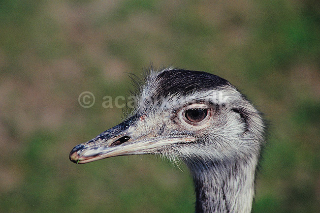 Nandu. Nandu ( Scan af KOL486 ); Rhea americana, Rheidae; K�benhavn ZOO; ; ; fugle; Strudsefugle