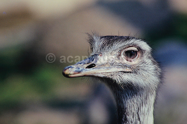 Nandu. Nandu ( Scan af KOL487 ); Rhea americana, Rheidae; K�benhavn ZOO; ; ; fugle; Strudsefugle