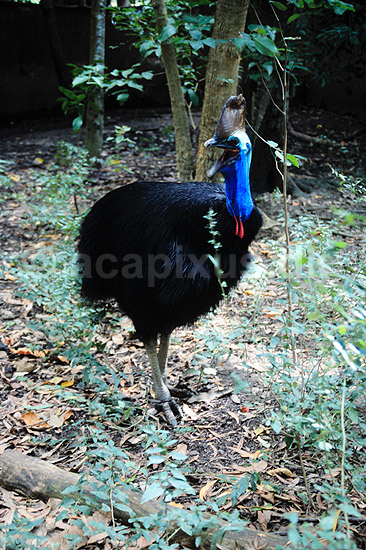Kasuar. Tolappet kasuar ( Scan af KOL2503 ); Casuarius casuarius, Casuariidae; Queensland; Australien; Australien; fugle; Kasuarer