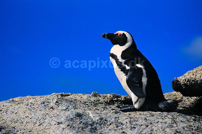 Brille pingvin. Brillepingvin ( Scan af KOL4635 ); Spheniscus demersus, Spheniscidae; Simon's Town / Cape Pininsula; Sydafrika; Afrika; fugle; Pingviner