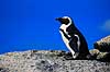 Brille pingvin. Brillepingvin ( Scan af KOL4635 ) Spheniscus demersus, Spheniscidae Simon's Town / Cape Pininsula Sydafrika Afrika fugle Pingviner