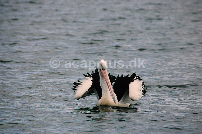 Pelikan. Australsk pelikan ( Scan af KOL2508 ); Pelecanus conspicillatus, Pelecanidae; Lake Barrine / Atherton Tablelands / Queensland; Australien; Australien; fugle; Pelikaner