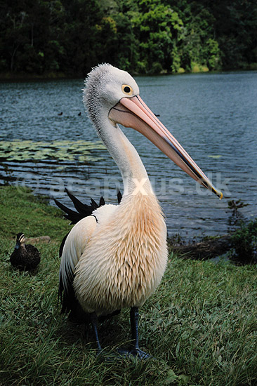 Pelikan. Australsk pelikan ( Scan af KOL2512 ); Pelecanus conspicillatus, Pelecanidae; Lake Barrine / Atherton Tablelands / Queensland; Australien; Australien; fugle; Pelikaner