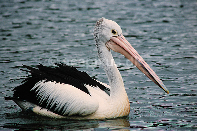 Pelikan. Australsk pelikan ( Scan af KOL2509 ); Pelecanus conspicillatus, Pelecanidae; Lake Barrine / Atherton Tablelands / Queensland; Australien; Australien; fugle; Pelikaner