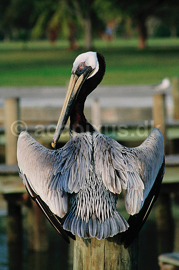 Pelikan. Brun pelikan ( Scan af KOL2128 ); Pelecanus occidentalis, Pelecanidae; Flamingo / Everglades NP / Florida; USA; Nordamerika; fugle; Pelikaner