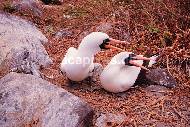 Maske sule. Maskesule ( Scan af KOL4875 ); Sula dactylatra, Sulidae; Espa�ola / Galapagos; Equador; Sydamerika; fugle; Suler