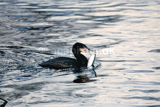 Skarv. Skarv med fisk i n�bet ( Scan af KOL6895 ); Phalacrocorax carbo, Phalacrocoracidae; K�benhavn ZOO; ; ; fugle; Skarver