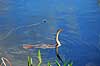 Anhinga. Anhinga ( Scan af KOL2134 ) Anhinga anhinga, Anhingidae Anhinga Trail / Everglades NP / Florida USA Nordamerika fugle Anhingaer