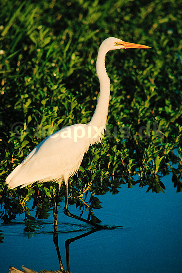 Hejre. S�lvhejre ( Scan af KOL2524 ); Egretta alba, Ardeidae; Yellow Waters / Kakadu NP / Northern Territory; Australien; Australien; fugle; Hejrer