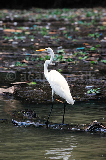 Hejre. S�lvhejre ( Scan af KOL6623 ); Egretta alba, Ardeidae; Ca�on del Sumidero / Chiapas; Mexico; Sydamerika; fugle; Hejrer