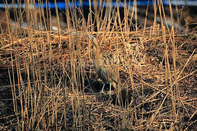 R�rdrum. R�rdrum ( Scan af KOL3770 ); Botaurus stellaris, Ardeidae; Utterslev Mose / Sj�lland; ; ; fugle; Hejrer, hejre, r�rdrummer