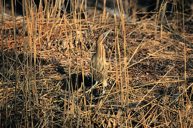 R�rdrum. R�rdrum ( Scan af KOL3769 ); Botaurus stellaris, Ardeidae; Utterslev Mose / Sj�lland; ; ; fugle; Hejrer, hejre, r�rdrummer