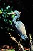 Hejre. Trefarvet Hejre (Louisiana Hejre) ( Scan af KOL3659 ) Egretta tricolor, Ardidae Ding Darling NWR / Sanibel Island / Florida USA Nordamerika fugle Hejrer