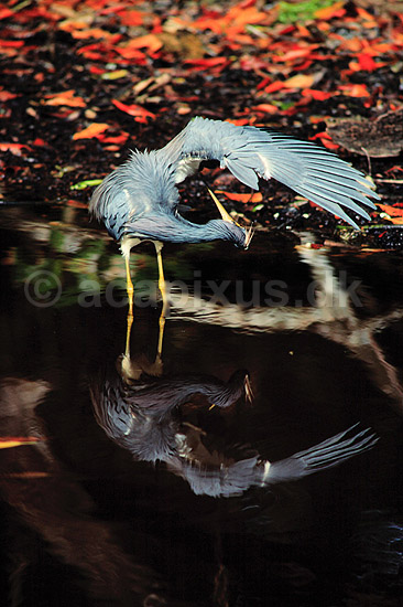 Hejre. Trefarvet Hejre (Louisiana Hejre) ( Scan af KOL2171 ); Egretta tricolor, Ardidae; Ding Darling NWR / Sanibel Island / Florida; USA; Nordamerika; fugle; Hejrer