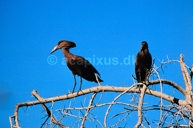 Hammerfugl. Hammerfugl ( Scan af KOL3299 ); Scopus umbratta, Scopidae; Gwai River / Hwange NP; Zimbabwe; Afrika; fugle; Hammerkop