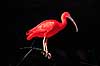 R�d Ibis. R�d Ibis ( Scan af KOL493 ) Eudocimus ruber, Threskiornithidae K�benhavn ZOO   fugle Ibiser