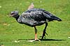 Chaja. Toppet chaja ( Scan af KOL6285 ) Chauna torquata, Anhinidae K�benhavn ZOO   fugle H�nsefugle