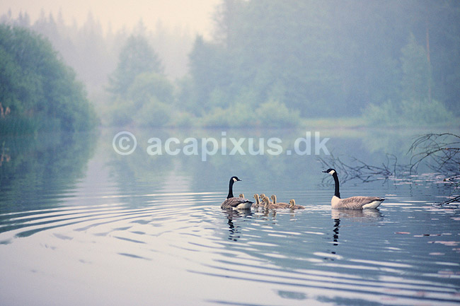 Canadag�s. Canadag�s, for�ldre + g�slinger ( Scan af KOL505 ); Branta canadensis, Anatidae; Konga; Sverige; ; fugle; G�s, g�s, canadag�s, g�slinger