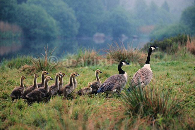 Canadag�s. Canadag�s, for�ldre + g�slinger ( Scan af KOL500 ); Branta canadensis, Anatidae; Konga; Sverige; ; fugle; G�s, g�s, canadag�s, g�slinger