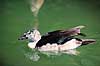 Knobg�s. Knobg�s ( Scan af KOL3308 ) Sarkidiornis melanotos, Anatidae Chipangali Wildlife Orphancy Zimbabwe Afrika fugle G�s, g�s
