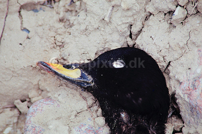 Fl�jlsand. D�d fl�jlsand ( Scan af KOL509 ); Melanitta fusca, Anatidae; Hven; Sverige; ; fugle; And, �nder, andefugl, andefugle, fl�jls�nder