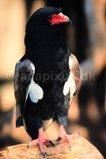 G�gle�rn. G�gle�rn ( Scan af KOL3312 ); Terathopius ecaudatus, Accipitridae; Chipangali Wildlife Orphancy; Zimbabwe; Afrika; fugle; �rne, �rnefugle, rovfugl, rovfugle