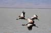 Krontrane. Sydlig krontrane i flugt ( Scan af KOL5864 )  Balearica regulorum, Gruidae Ngorongoro NP Tanzania Afrika fugle traner, trane, tranefugle, krontraner