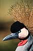Krontrane. Sydlig krontrane ( Scan af KOL3321 )  Balearica regulorum, Gruidae Chipangali Wildlife Orphancy Zimbabwe Afrika fugle traner, trane, tranefugle, krontraner
