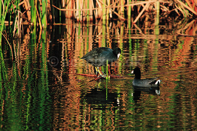 Blish�ne. Amerikansk Blish�ne ( Scan af KOL2210 ) ; Fulica americana, Rallidae; Eco Pond / Everglades NP / Florida; USA; Nordamerika; fugle; Blish�ns