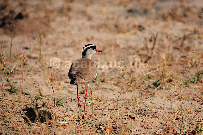 Kron vibe. Kronvibe ( Scan af KOL3324 ) ; Vanellus coronatus, Charadriidae; Hwange NP; Zimbabwe; Afrika; fugle; Brokfugle