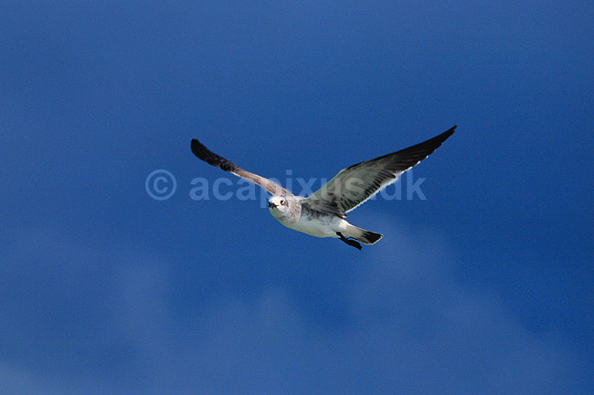Latter m�ge. Latterm�ge ( Scan af KOL6836 ) ; Larus atricilla, Laridae; Celestun NP / Yucatan; Mexico; Nordamerika; fugle; M�gefugle, m�ger