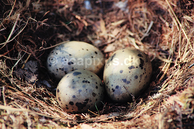 M�ge�g. M�ge�g i rede ( Scan af KOL582 ) ; Larus spec., Laridae; Konga; Sverige; ; fugle; M�gefugle, m�ger