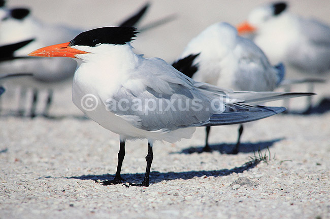 Konge terne. Kongeterne ( Scan af KOL2216 ) ; Sterna maxima, Laridae; Sanibel Island / Florida; USA; Nordamerika; fugle; M�gefugle, terner