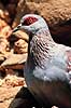 Plettet due. Plettet due ( Scan af KOL5869 )  Columba guinea, Columbidae Gondar Ethiopien Afrika fugle Duefugle