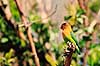 Dv�rgpapeg�je. Nyassa dv�rgpapeg�je ( Scan af KOL3328 )  Agapornis lilianae, Psittacidae Hwange Safari Lodge Zimbabwe Afrika fugle Egentlige papeg�jer, papeg�je, dv�rgpapeg�jer, Psittaciformes