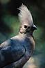 Gr� Lourie. Grey Lourie, Go Away Bird. Corythaixoides concolor ( Scan af KOL3344 )  Corythaix concolor, Musophagidae Moremi NP Botswana Afrika fugle G�gefugle, Banan�dere