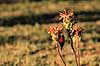 R�dbrystet solfugl. R�dbrystet solfugl ( Scan af KOL3341 )  Nectarinia senegalensis, Nectariniidae Gwai River / Hwange NP Zimbabwe Afrika fugle Spurvefugle, Passeriformes, Solfugle