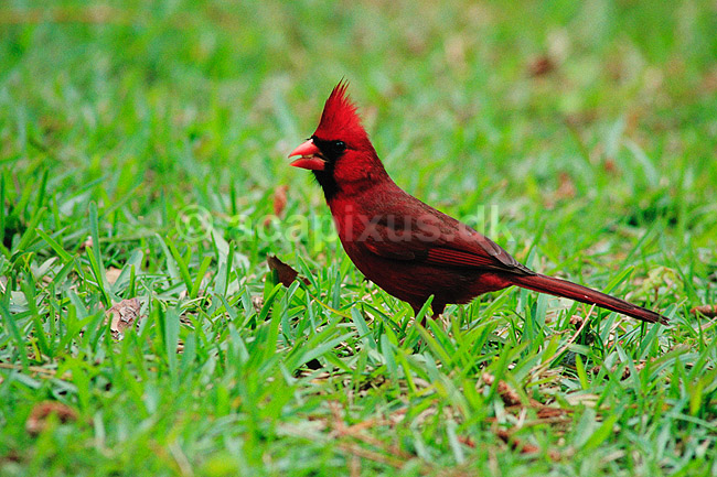 R�d kardinal, han. R�d kardinal, han ( Scan af KOL2228 ) ; Cardinalis cardinalis, Cardinalinae; Corkscrew Swamp Sanctuary / Florida; USA; Nordamerika; fugle; Spurvefugle, Passeriformes, Kardinaler