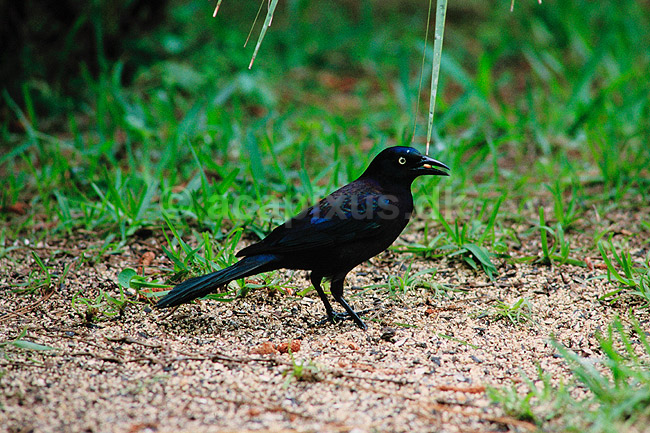 Common grackle. Common grackle ( Scan af KOL2222 ) ; Quiscalus quiscula, Icteridae; Corkscrew Swamp Sanctuary / Florida; USA; Nordamerika; fugle; Spurvefugle, Passeriformes, Trupialer