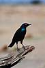 Glossy starling. Glossy starling ( Scan af KOL3338 )  Lamprotornis nitens, Sturnidae Hwange NP Zimbabwe Afrika fugle Spurvefugle, Passeriformes, St�re