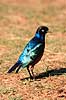 Trefarvet glansst�r. Trefarvet glansst�r ( Scan af KOL5879 )  Spreo superbus, Sturnidae Serengeti NP Tanzania Afrika fugle Spurvefugle, Passeriformes, St�re