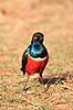 Trefarvet glansst�r. Trefarvet glansst�r ( Scan af KOL5881 )  Spreo superbus, Sturnidae Serengeti NP Tanzania Afrika fugle Spurvefugle, Passeriformes, St�re