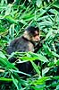 Sooty mangabey. Sooty mangabey ( Scan af KOL6626 )  Cercocebus torquatus atys, Cercopithecidae ZOO / Mexico City Mexico Nordamerika pattedyr Primater, Marekatte