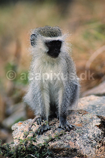 Hvidgr�n marekat. Hvidgr�n marekat ( Scan af KOL3351 ) ; Cercopithecus aethiops, Cercopithecidae; Great Zimbabwe; Zimbabwe; Afrika; pattedyr; Primater, Marekatte