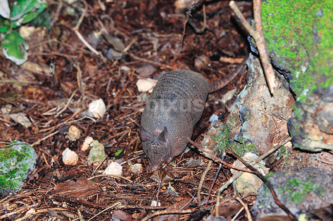 Niringet b�ltedyr. Niringet b�ltedyr ( Scan af KOL6840 ) ; Dasypus novemcinctus, Dasypodidae; Chich�n Itz� / Yucatan; Mexico; Nordamerika; pattedyr; Gumlere, Edentata