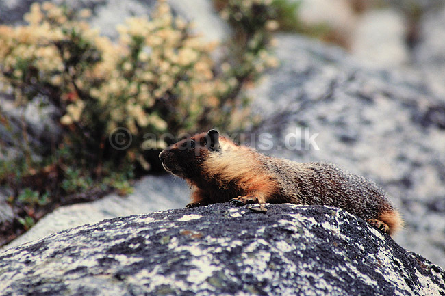 Yellowbelly Marmot. Yellowbelly Marmot ( Scan af KOL307 ) ; Marmota flaviventris, Sciuridae; Yosemite / Californien; USA; Nordamerika; pattedyr; Egern, Gnavere, Rodentia