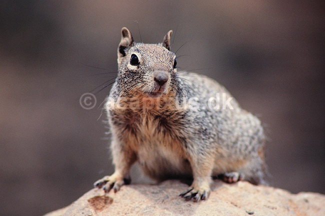 Rock Squirrel. Rock Squirrel ( Scan af KOL318 ) ; Citellus variegatus, Sciuridae; Grand Canyon / Arizona; USA; Nordamerika; pattedyr; Egern, Gnavere, Rodentia