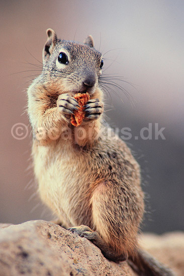 Rock Squirrel. Rock Squirrel ( Scan af KOL317 ) ; Citellus variegatus, Sciuridae; Grand Canyon / Arizona; USA; Nordamerika; pattedyr; Egern, Gnavere, Rodentia