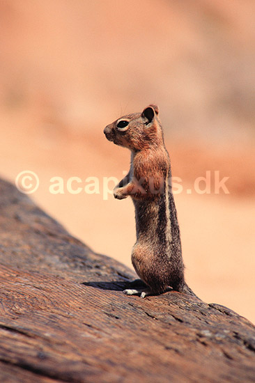 Golden Mantled Squirrel. Golden Mantled Squirrel ( Scan af KOL309 ) ; Citellus lateralis, Sciuridae; Bryce Canyon / Utah; USA; Nordamerika; pattedyr; Egern, Gnavere, Rodentia