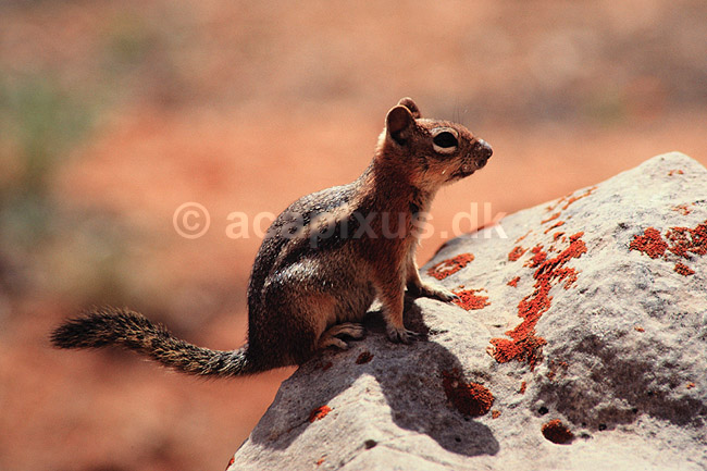 Golden Mantled Squirrel. Golden Mantled Squirrel ( Scan af KOL310 ) ; Citellus lateralis, Sciuridae; Bryce Canyon / Utah; USA; Nordamerika; pattedyr; Egern, Gnavere, Rodentia